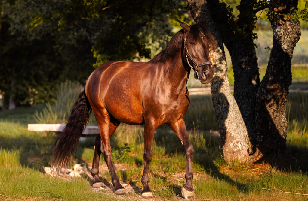 randonnees pedestres - Green Luberon